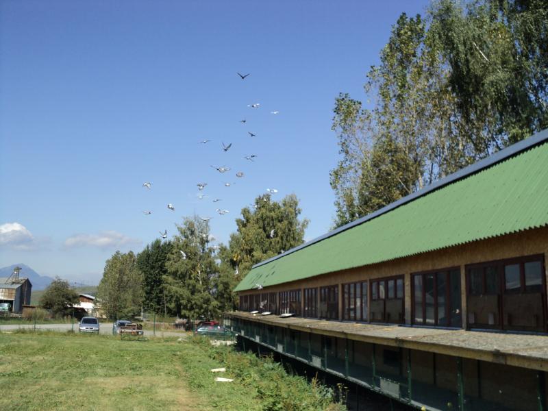 Dolet holubov Kolin 16.9.2011