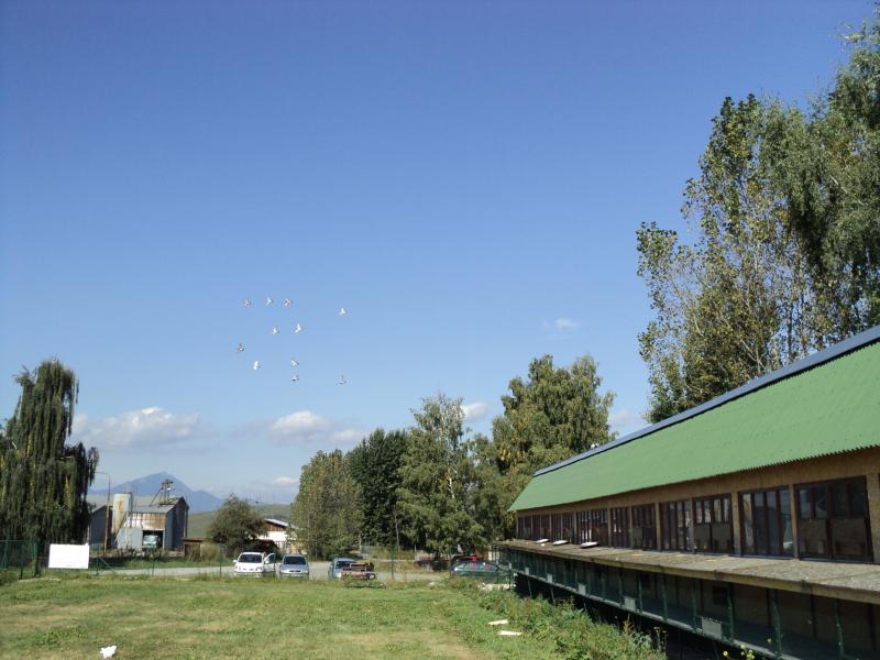 Dolet holubov Kolin 16.9.2011