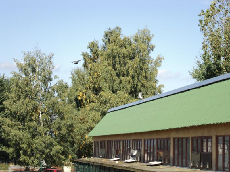 Dolet holubov Kolin 16.9.2011
