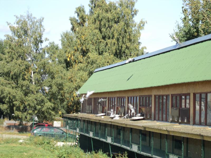 Dolet holubov Kolin 16.9.2011