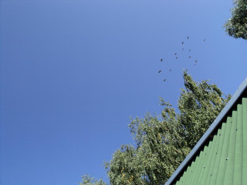 Dolet holubov Kolin 16.9.2011