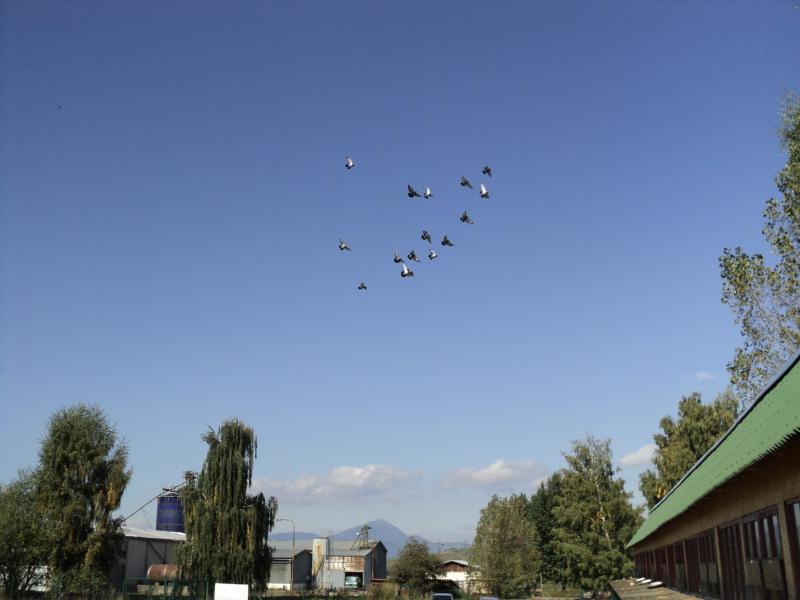 Dolet holubov Kolin 16.9.2011