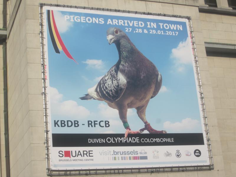 Olympiada BRUSSEL 27-29.01.2017