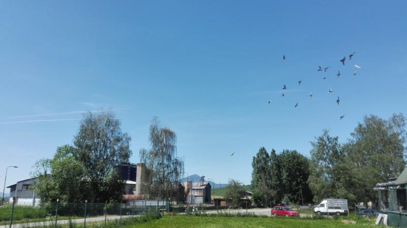 HOLUBY VON