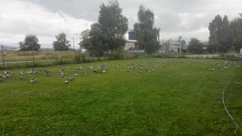 Ranné 90 min. prelety