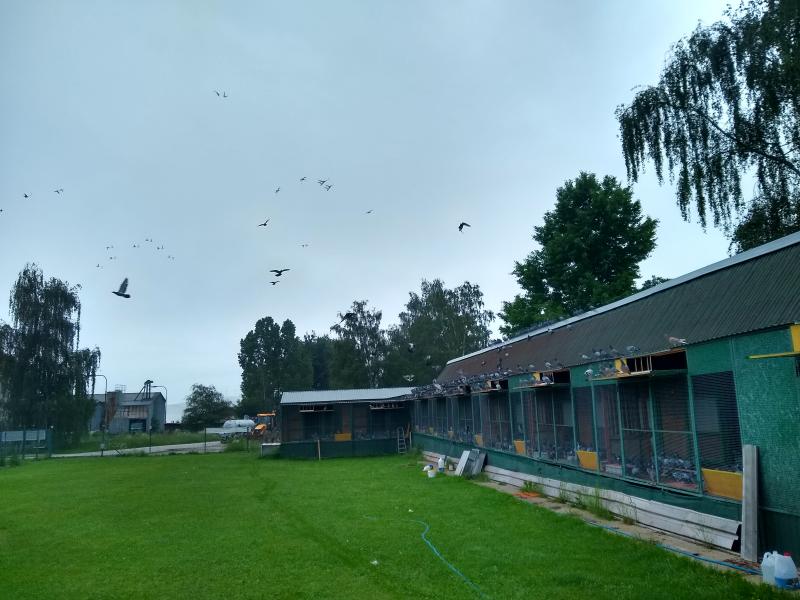 VOLNOSŤ