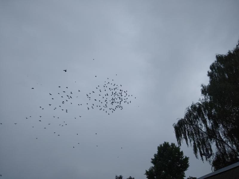 VOLNOSŤ