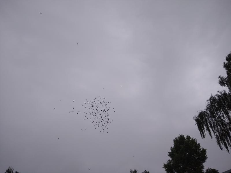 VOLNOSŤ