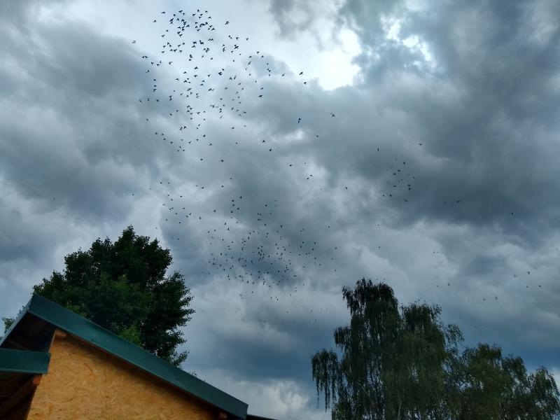 VOLNOSŤ