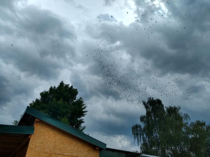 VOLNOSŤ